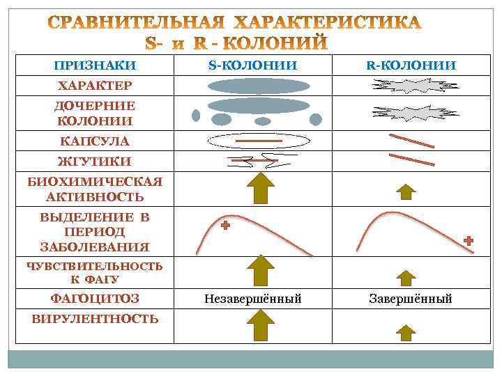  ПРИЗНАКИ S-КОЛОНИИ R-КОЛОНИИ ХАРАКТЕР ДОЧЕРНИЕ КОЛОНИИ КАПСУЛА ЖГУТИКИ БИОХИМИЧЕСКАЯ АКТИВНОСТЬ ВЫДЕЛЕНИЕ В ПЕРИОД