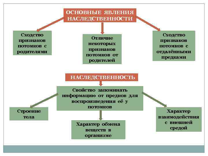  ОСНОВНЫЕ ЯВЛЕНИЯ НАСЛЕДСТВЕННОСТИ Сходство Сходство признаков Отличие признаков потомков с некоторых потомков с