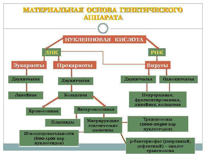 МАТЕРИАЛЬНАЯ ОСНОВА ГЕНЕТИЧЕСКОГО АППАРАТА НУКЛЕИНОВАЯ КИСЛОТА ДНК РНК Эукариоты Прокариоты Вирусы Двунитчатая Однонитчатая