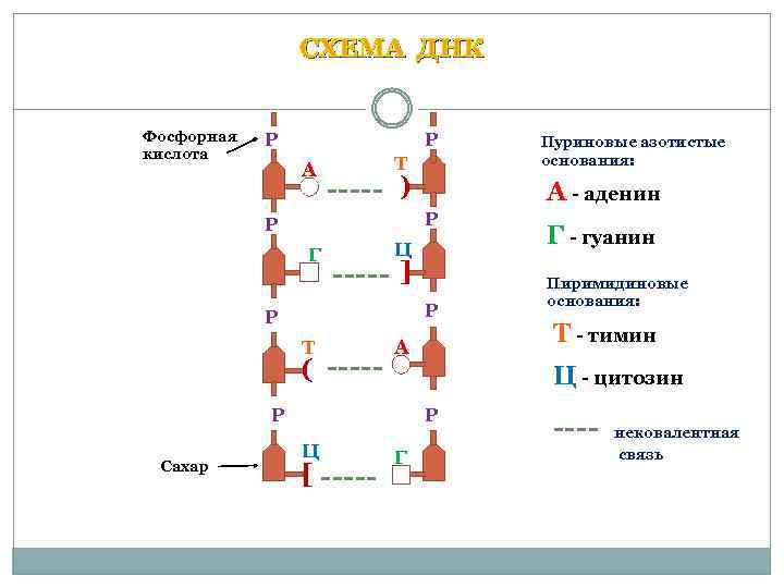  СХЕМА ДНК Фосфорная Р Пуриновые азотистые кислота основания: А Т ----- ) А