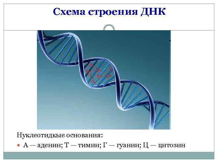  Схема строения ДНК Нуклеотидкые основания: А — аденин; Т — тимин; Г —