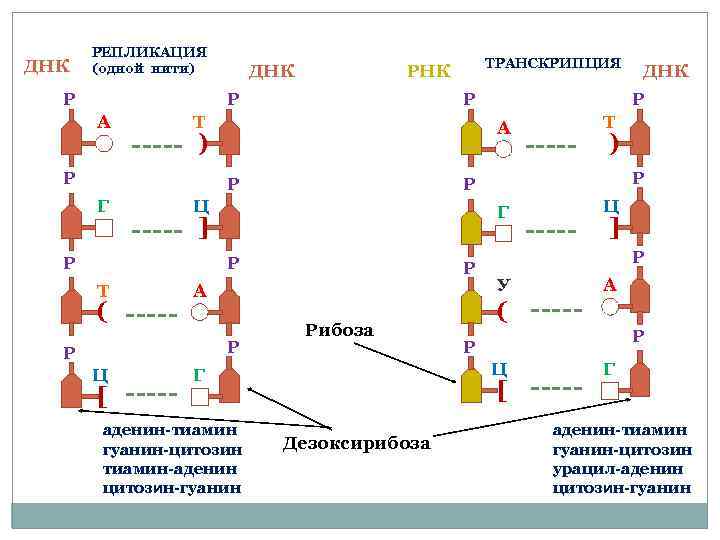 Результатом транскрипции. Генетика f3. С2 с3 генетика что это. Транскрибируемая нить.