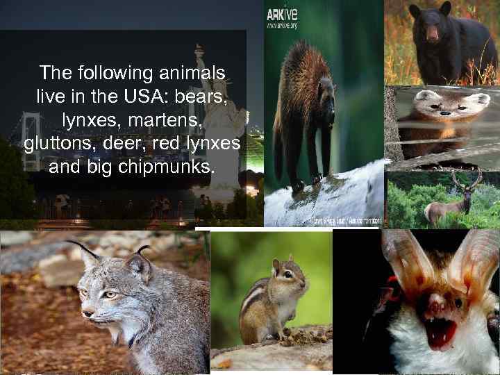 The following animals live in the USA: bears, lynxes, martens, gluttons, deer, red lynxes