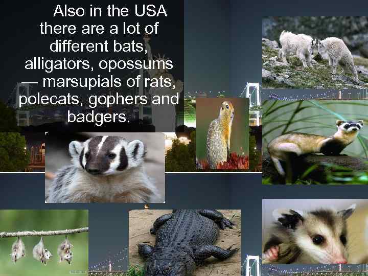 Also in the USA there a lot of different bats, alligators, opossums — marsupials