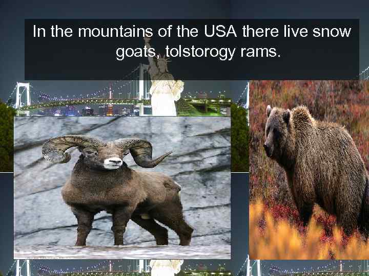 In the mountains of the USA there live snow goats, tolstorogy rams. 