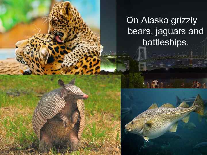 On Alaska grizzly bears, jaguars and battleships. 