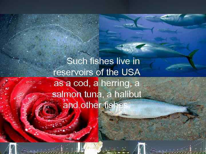 Such fishes live in reservoirs of the USA as a cod, a herring, a