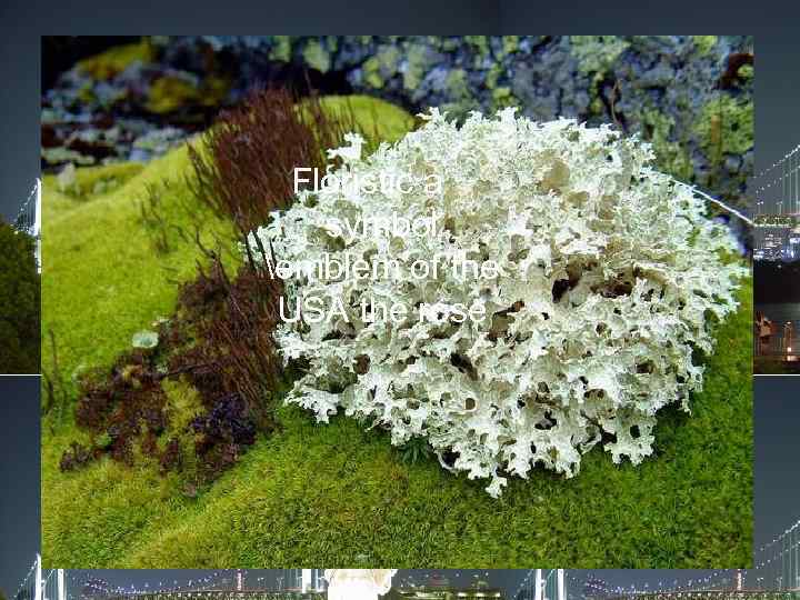 Floristic a symbol emblem of the USA the rose 