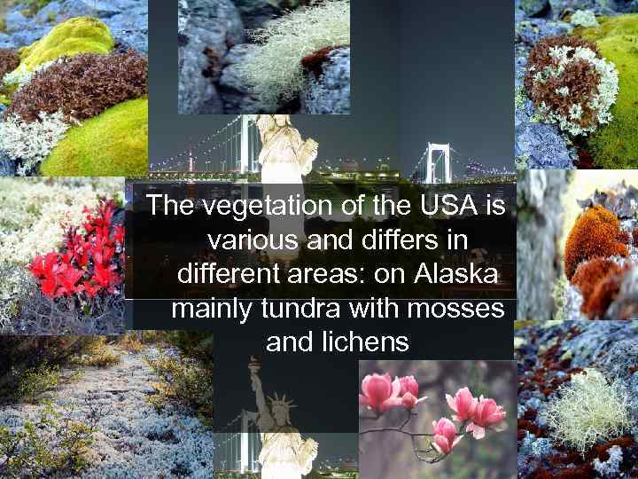 The vegetation of the USA is various and differs in different areas: on Alaska