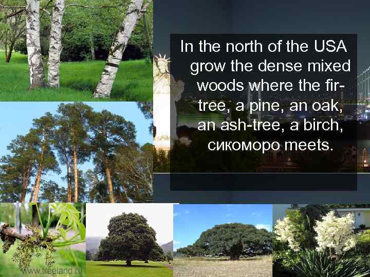 In the north of the USA grow the dense mixed woods where the firtree,