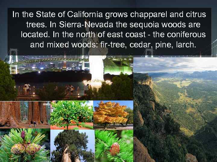 In the State of California grows chapparel and citrus trees. In Sierra-Nevada the sequoia