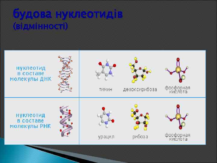 будова нуклеотидів (відмінності) 