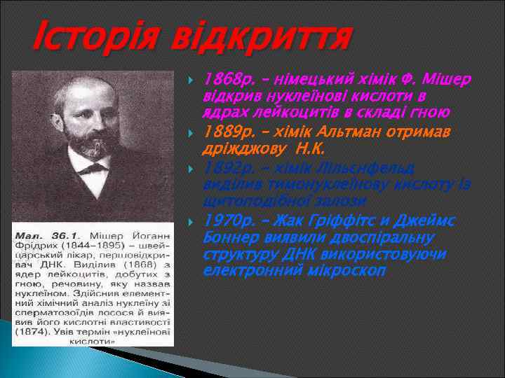Історія відкриття 1868 р. – німецький хімік Ф. Мішер відкрив нуклеїнові кислоти в ядрах