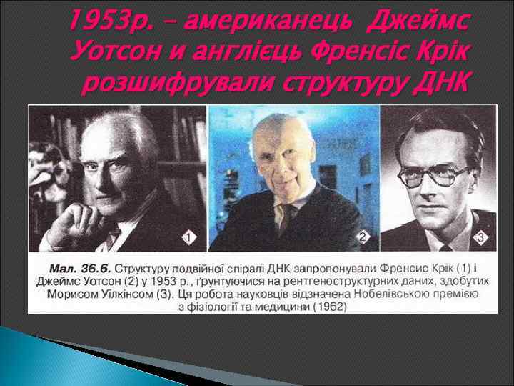 1953 р. – американець Джеймс Уотсон и англієць Френсіс Крік розшифрували структуру ДНК 