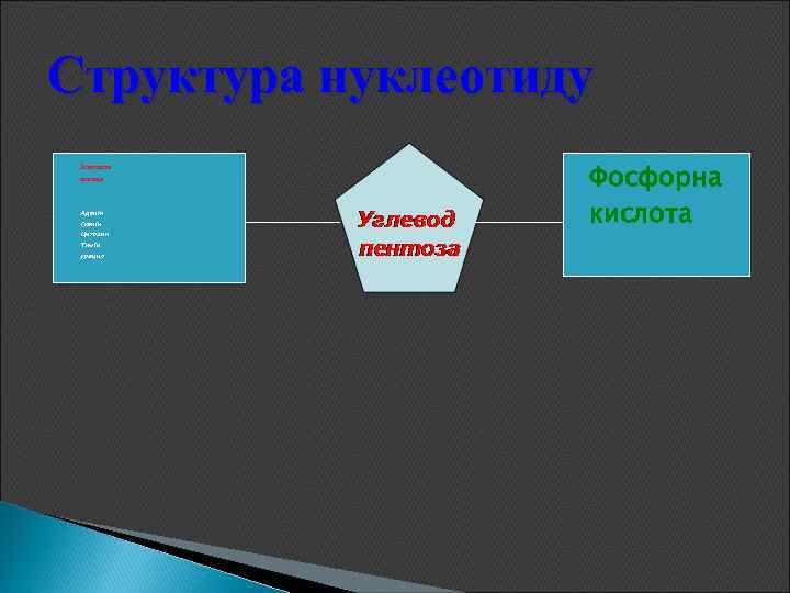 Структура нуклеотиду Азотиста основа Аденін Гуанін Цитозин Тимін урацил Фосфорна кислота 