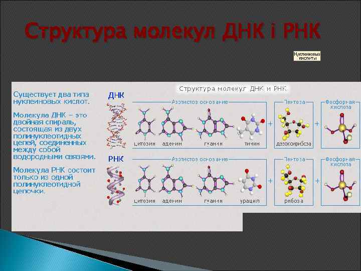 Структура молекул ДНК і РНК 