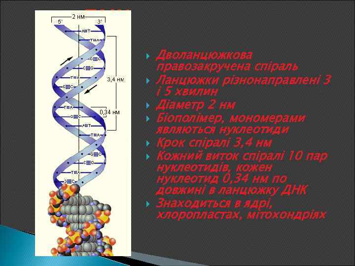 ДНК Дволанцюжкова правозакручена спіраль Ланцюжки різнонаправлені 3 і 5 хвилин Діаметр 2 нм Біополімер,