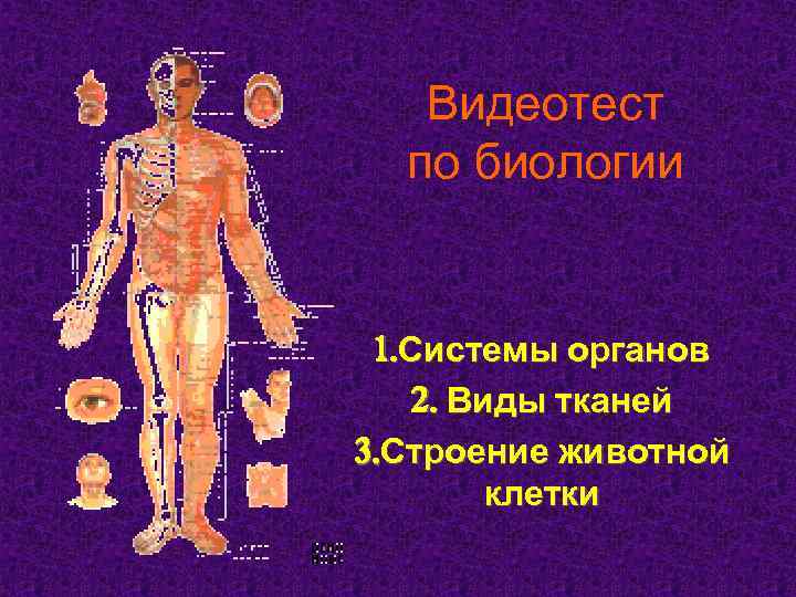 Видеотест по биологии 1. Системы органов 2. Виды тканей 3. Строение животной клетки 