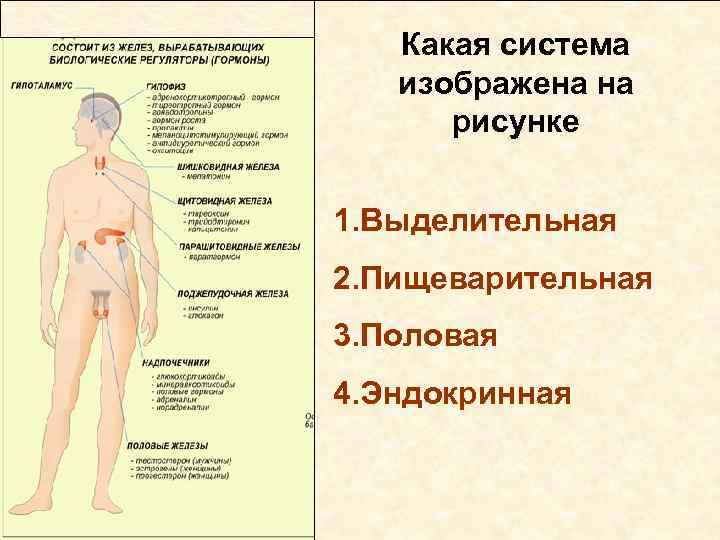 Какая система изображена на рисунке 1. Выделительная 2. Пищеварительная 3. Половая 4. Эндокринная 