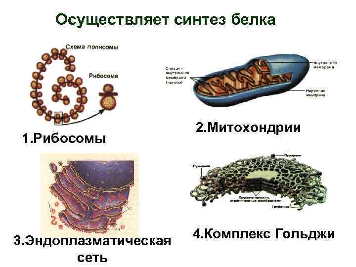 Биосинтез белка органоид. Митохондрии ЭПС комплекс Гольджи. Таблица ЭПС рибосомы комплекс Гольджи лизосомы. Комплекс Гольджи Синтез белка. Эндоплазматическая сеть рибосомы комплекс Гольджи лизосомы.