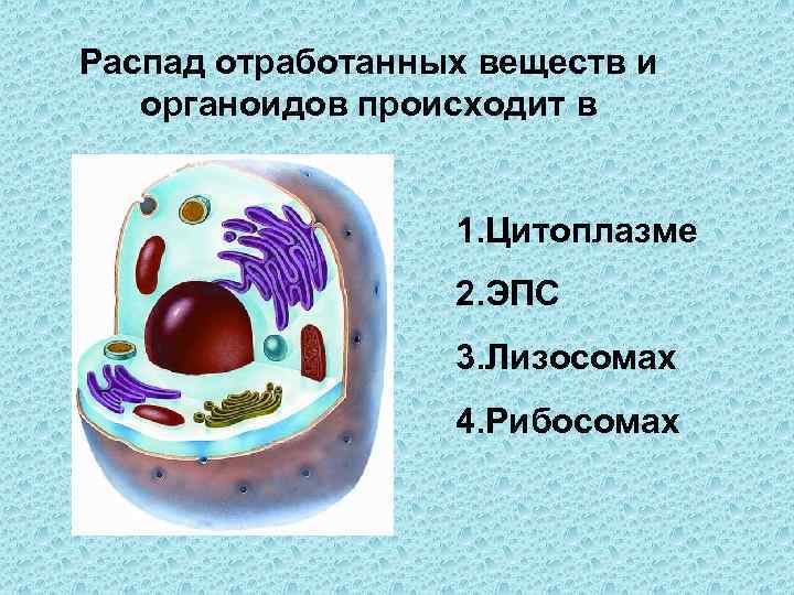 Что происходит в органоиде изображенном на рисунке