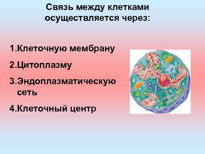 Клетка осуществляет