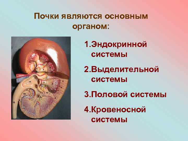 Почки являются основным органом: 1. Эндокринной системы 2. Выделительной системы 3. Половой системы 4.