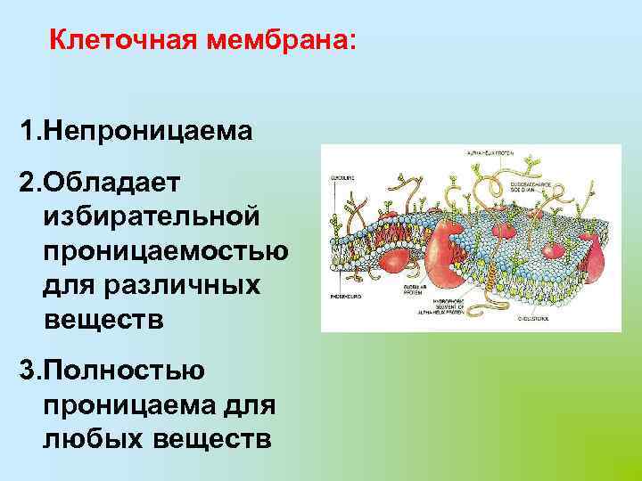 Избирательная проницаемость клеточной мембраны