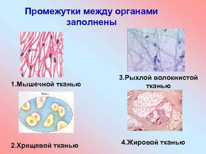 Между органами. Промежутки между органами заполнены. Промежутки между органами заполнены рыхлой соединительной тканью у. Промежутки между органами заполняет ткань. Мышечная ткань хрящевая.