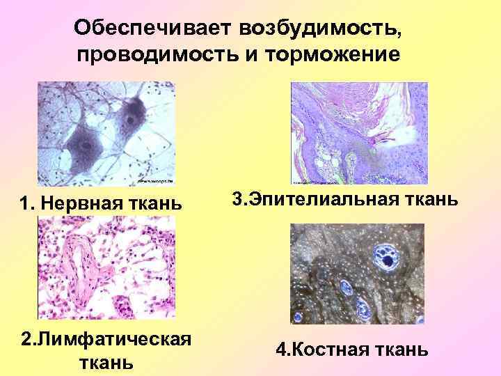 Ткань изображенная на рисунке обладает возбудимостью и проводимостью