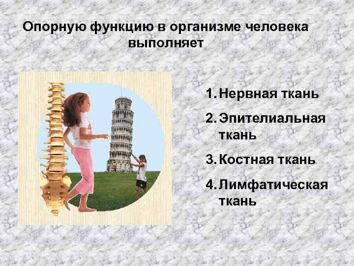 Опорную функцию в организме человека выполняет 1. Нервная ткань 2. Эпителиальная ткань 3. Костная