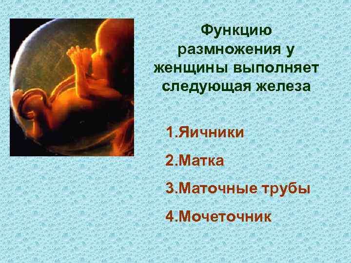 Функцию размножения у женщины выполняет следующая железа 1. Яичники 2. Матка 3. Маточные трубы