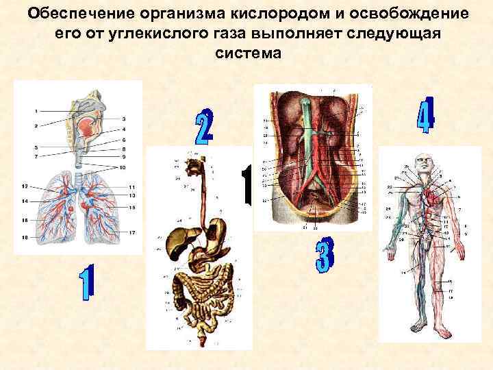 Какие системы органов изображены на рисунках