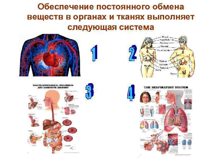 Обеспечение постоянного обмена веществ в органах и тканях выполняет следующая система 