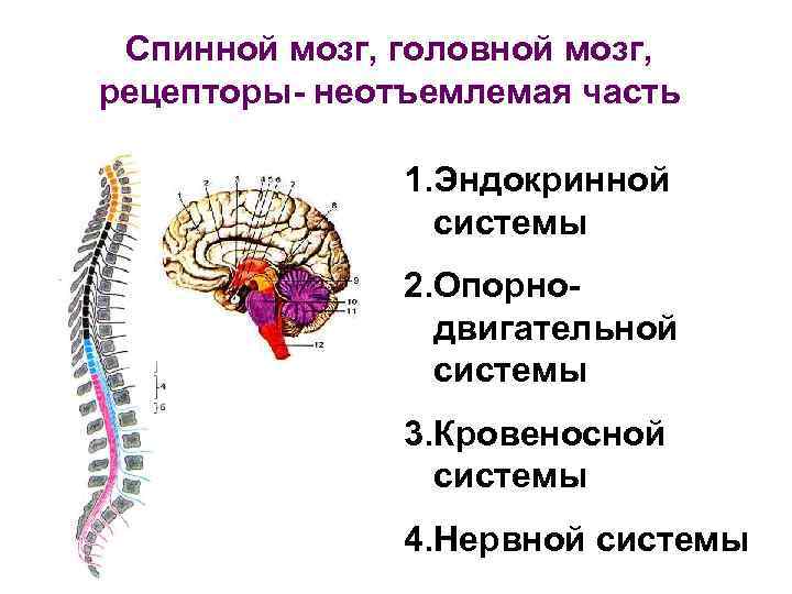 Рецепторы мозга