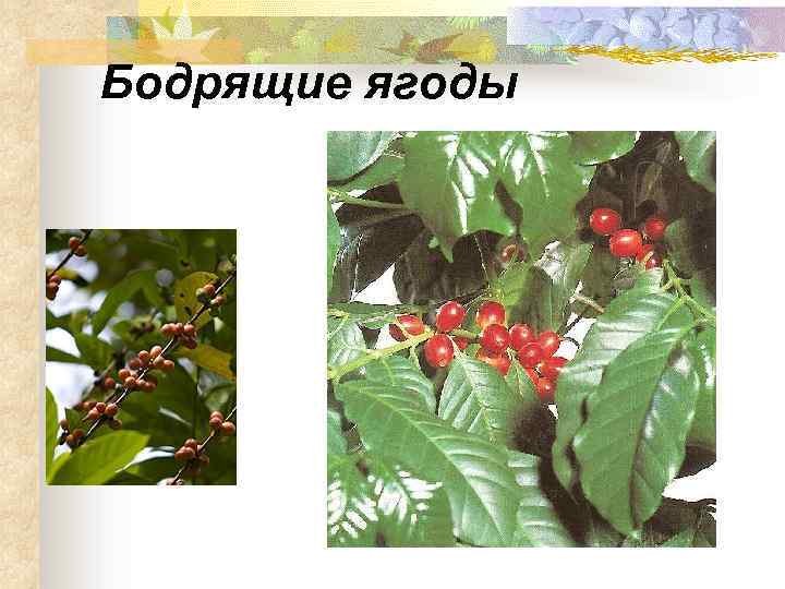 Бодрящие ягоды 