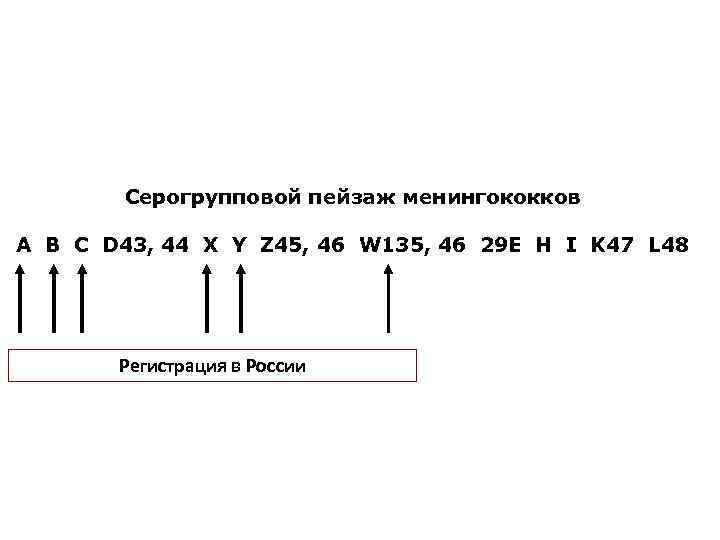 Серогрупповой пейзаж менингококков A B C D 43, 44 X Y Z 45, 46