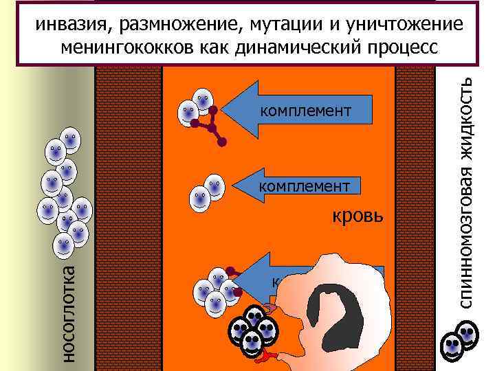 комплемент носоглотка кровь комплемент спинномозговая жидкость инвазия, размножение, мутации и уничтожение менингококков как динамический