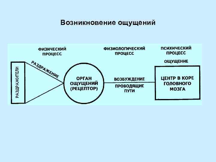 Возникновение ощущений 