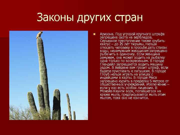 Законы других стран n Аризона. Под угрозой крупного штрафа запрещена охота на верблюдов. Серьезное