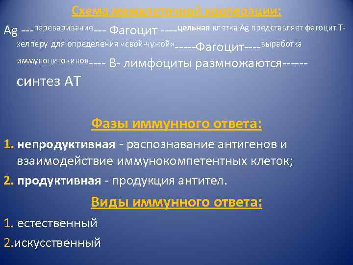 Схема межклеточной кооперации: Ag ---переваривание--- Фагоцит ----цельная клетка Ag представляет фагоцит Тхелперу для определения