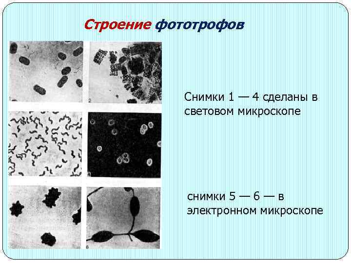 Строение фототрофов Снимки 1 — 4 сделаны в световом микроскопе снимки 5 — 6
