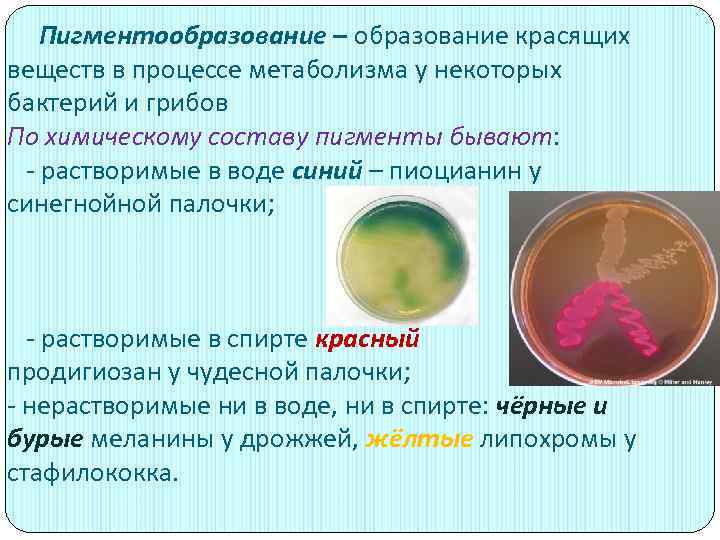 Пигментообразование – образование красящих веществ в процессе метаболизма у некоторых бактерий и грибов По