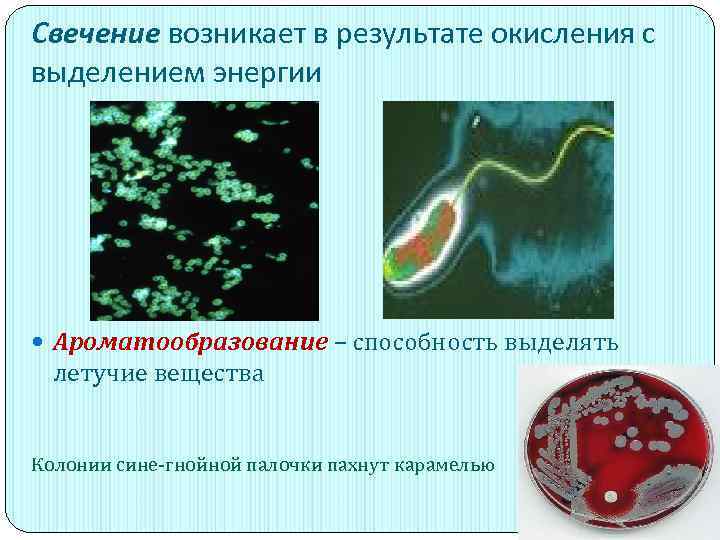 Свечение возникает в результате окисления с выделением энергии Ароматообразование – способность выделять летучие вещества