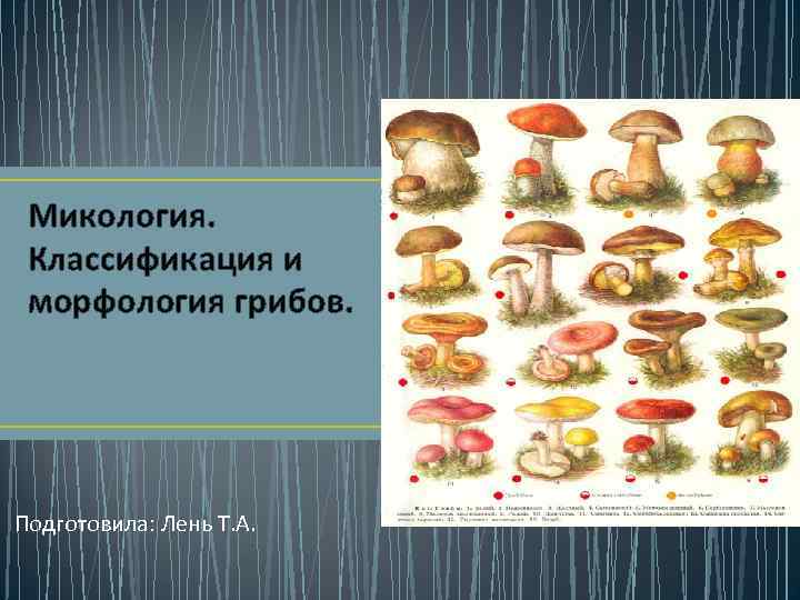 Микология. Классификация и морфология грибов. Подготовила: Лень Т. А. 