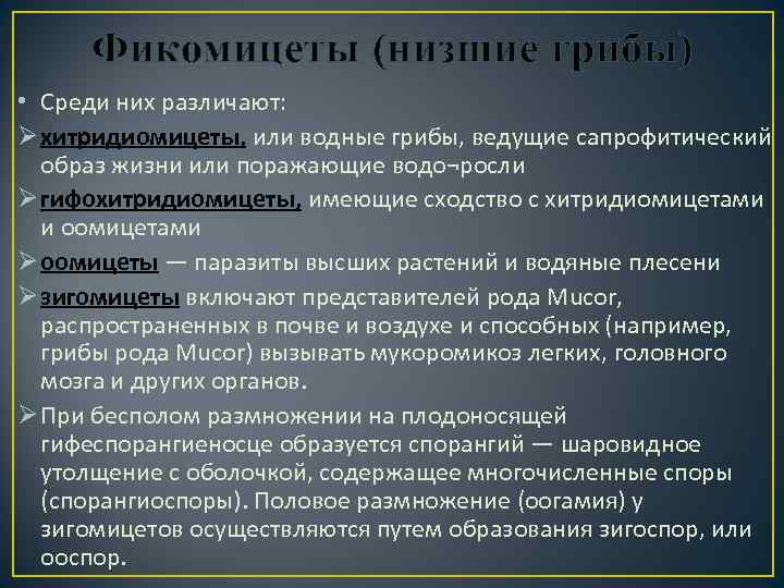 Фикомицеты (низшие грибы) • Среди них различают: Ø хитридиомицеты, или водные грибы, ведущие сапрофитический