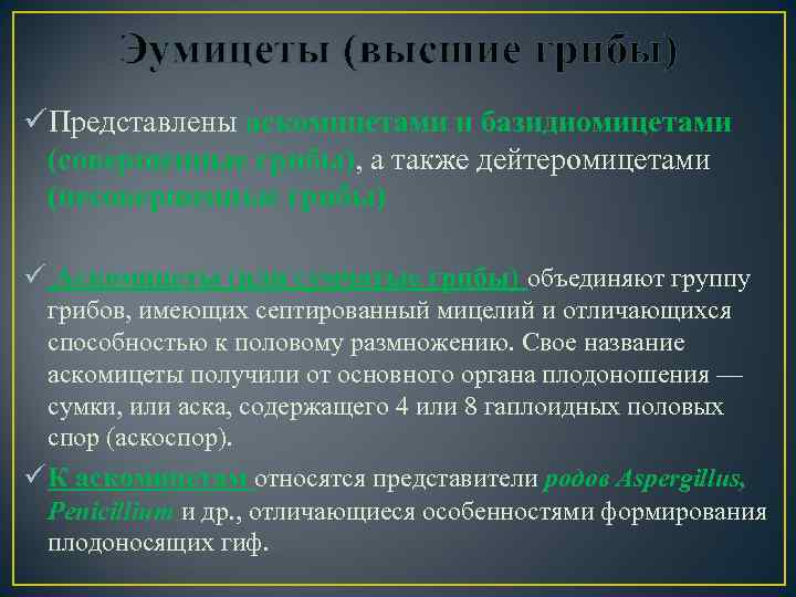 Эумицеты (высшие грибы) üПредставлены аскомицетами и базидиомицетами (совершенные грибы), а также дейтеромицетами (несовершенные грибы)