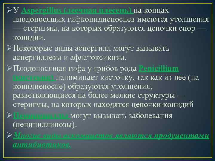 ØУ Aspergillus (леечная плесень) на концах плодоносящих гифконидиеносцев имеются утолщения — стеригмы, на которых