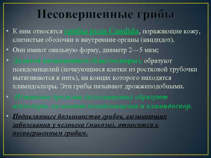 Несовершенные грибы • К ним относятся грибы рода Candida, поражающие кожу, слизистые оболочки и