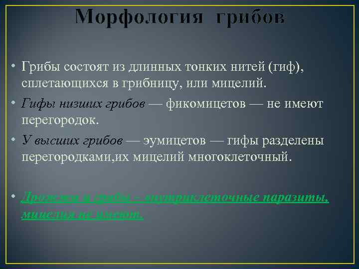 Морфология грибов • Грибы состоят из длинных тонких нитей (гиф), сплетающихся в грибницу, или